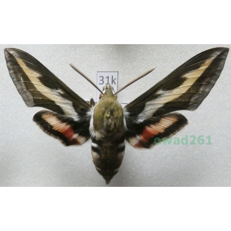 Hyles gallii (Rottemburg, 1775) Czech 62mm31k